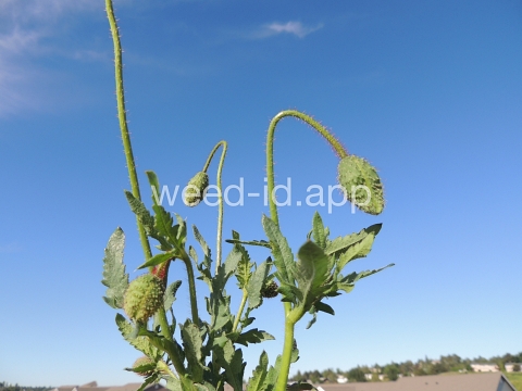 poppy, corn